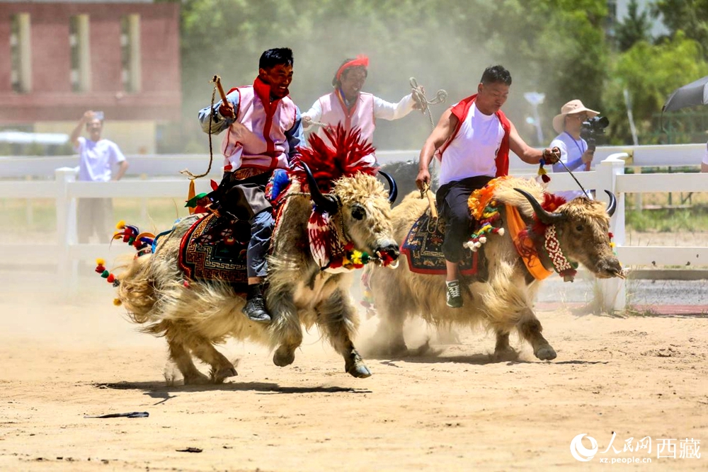 拉薩首屆農(nóng)牧民運動會上的賽牦牛比賽。