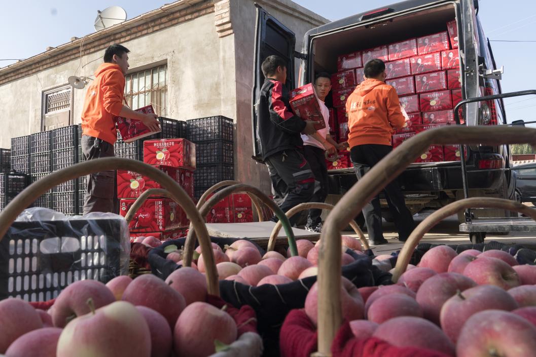 西部冰糖心蘋果，乘著商流上行。劉浩攝