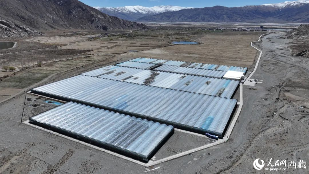 戈壁田園全景。次仁龍布攝