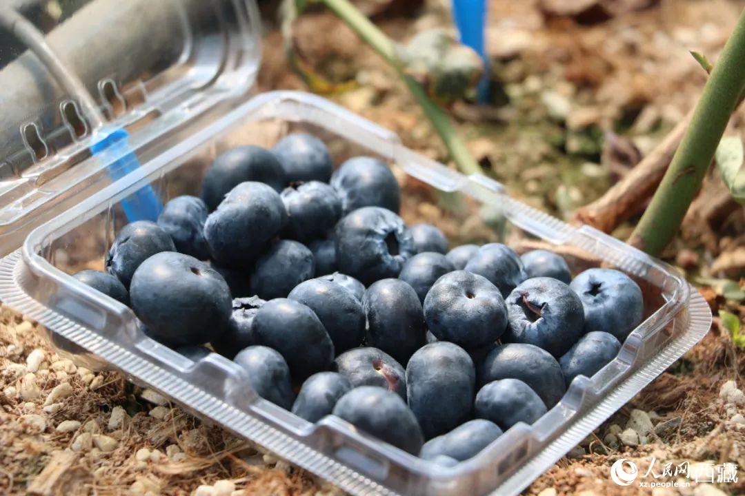 藍(lán)莓表面覆蓋著天然果霜。次仁龍布攝