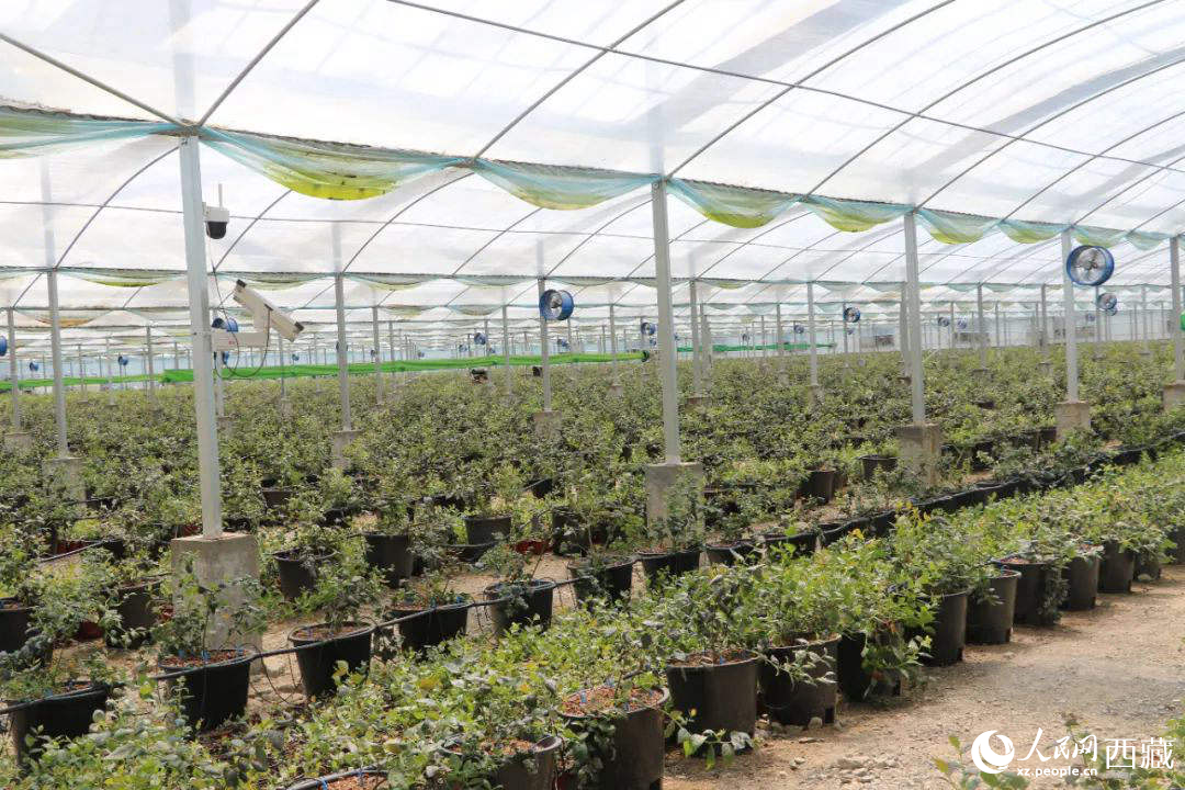 戈壁田園藍(lán)莓工業(yè)化種植基地。次仁龍布攝