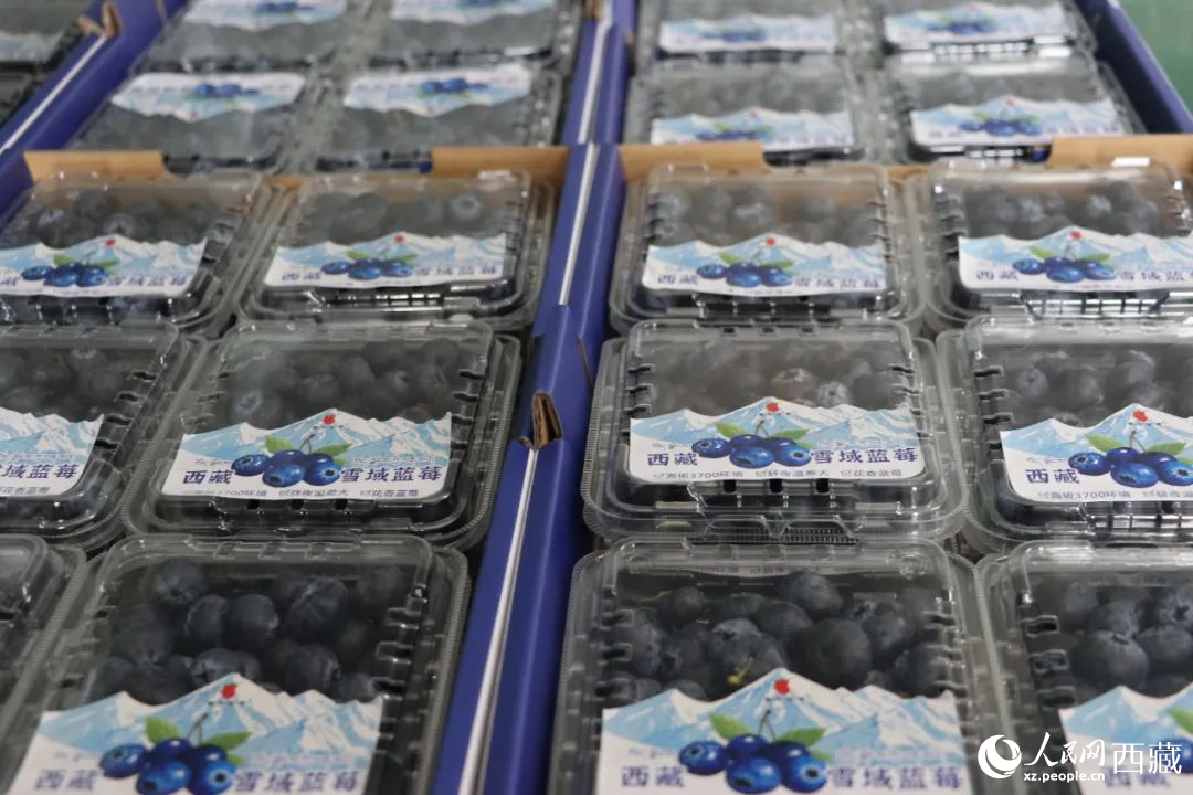 包裝好的藍(lán)莓。次仁龍布攝