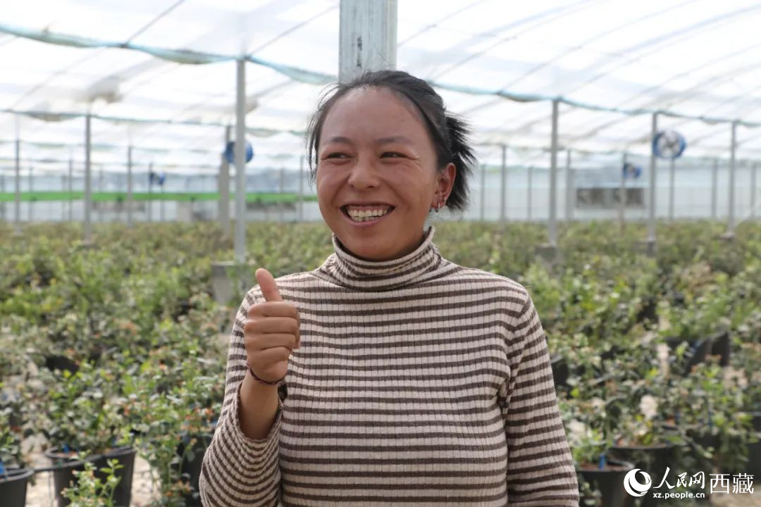 措姆品嘗自己精心照料的藍(lán)莓后，豎起了大拇指。次仁龍布攝