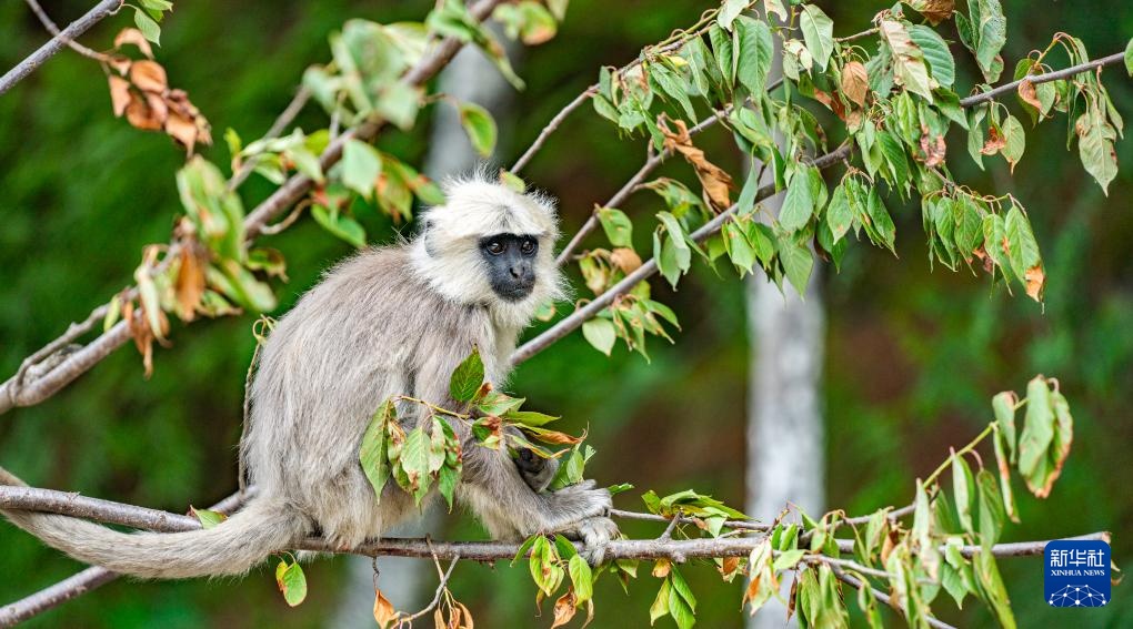 西藏亞東:長尾葉猴下山“會(huì)客”
