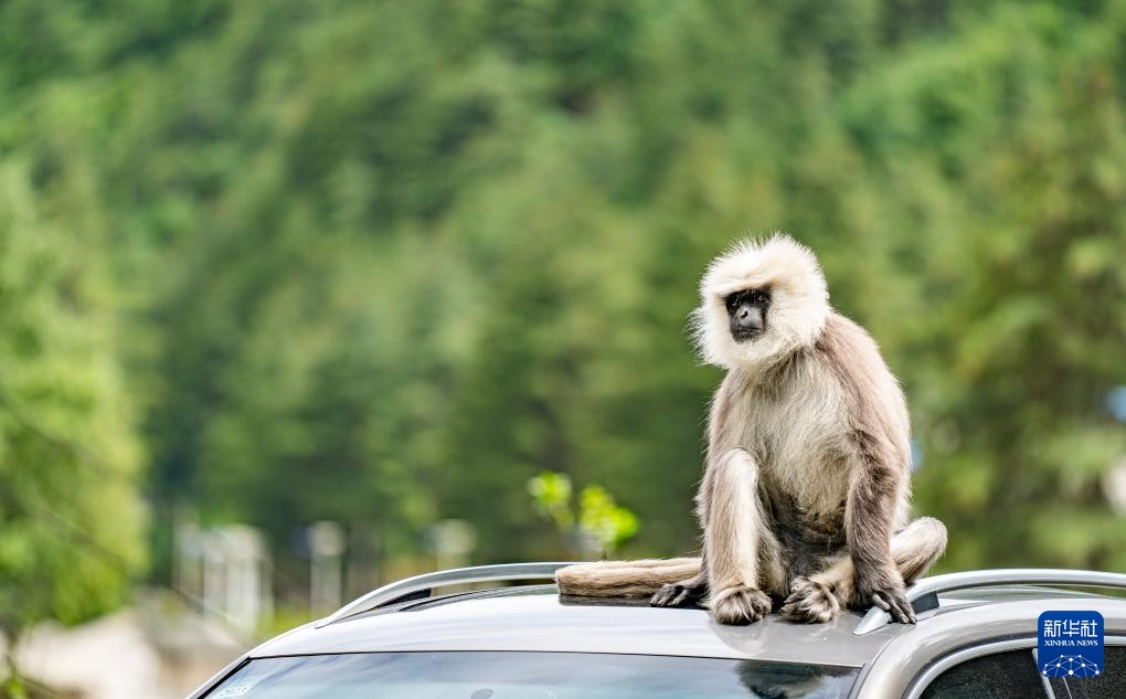 西藏亞東:長尾葉猴下山“會(huì)客”