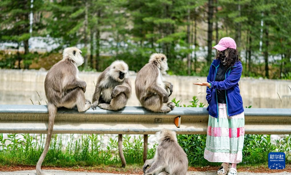 西藏亞東:長尾葉猴下山“會(huì)客”