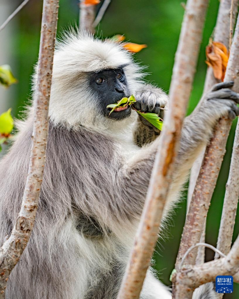 西藏亞東:長尾葉猴下山“會(huì)客”