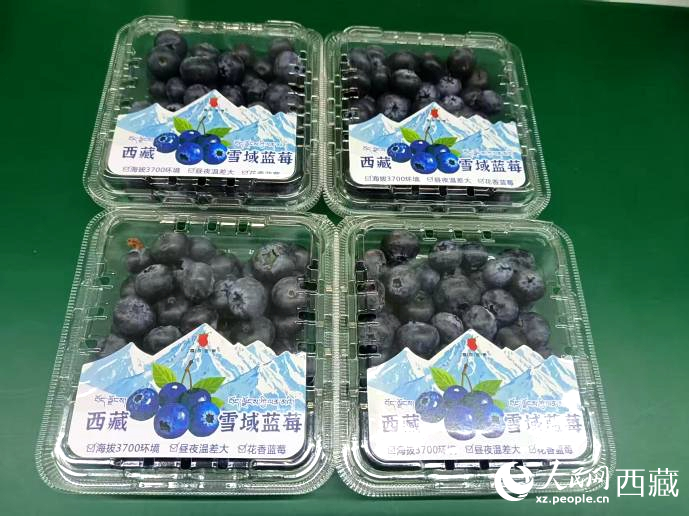 西藏雪域藍莓。羅雨欣攝