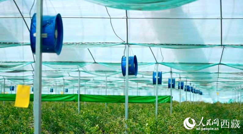 藍莓種植的智能溫室場景。羅雨欣攝