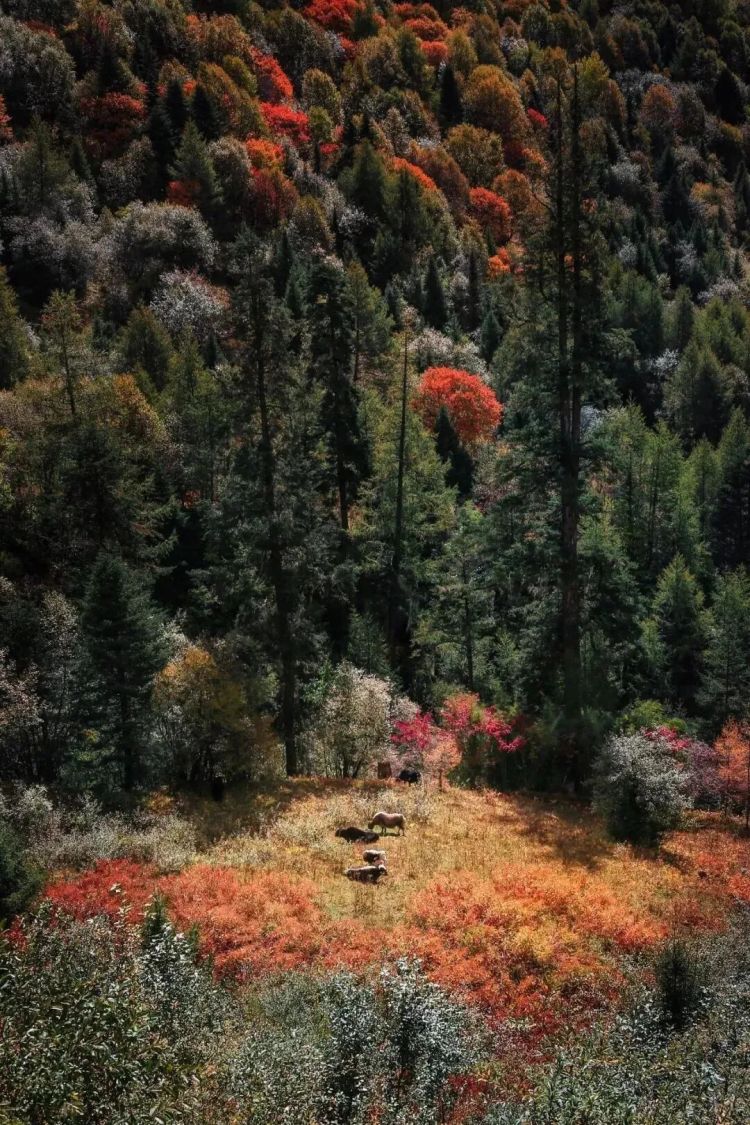 懂西藏的人，一定不會錯過林芝的秋天