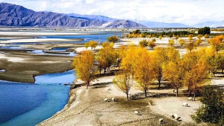 懂西藏的人，一定不會錯過林芝的秋天