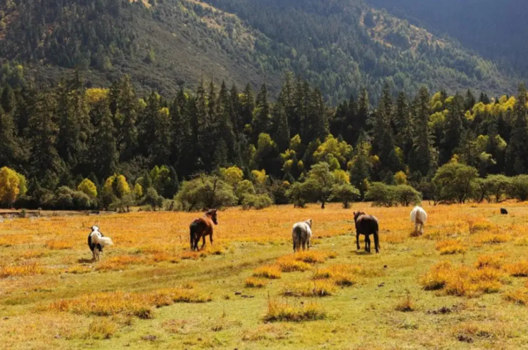 懂西藏的人，一定不會錯過林芝的秋天