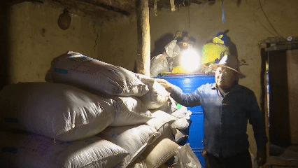 青稞“蛻變”，牦?！俺鋈Α?！看西藏農(nóng)牧民的“十四五”豐收答卷