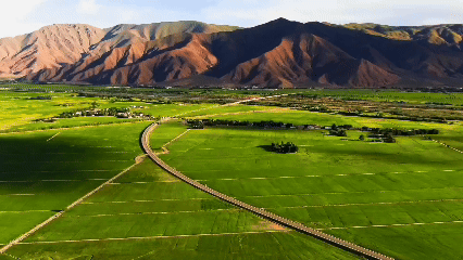 青稞“蛻變”，牦牛“出圈”！看西藏農(nóng)牧民的“十四五”豐收答卷