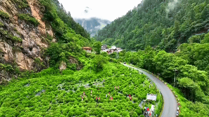 青稞“蛻變”，牦牛“出圈”！看西藏農(nóng)牧民的“十四五”豐收答卷