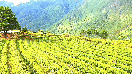 青稞“蛻變”，牦?！俺鋈Α保】次鞑剞r(nóng)牧民的“十四五”豐收答卷