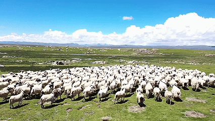 青稞“蛻變”，牦?！俺鋈Α?！看西藏農(nóng)牧民的“十四五”豐收答卷