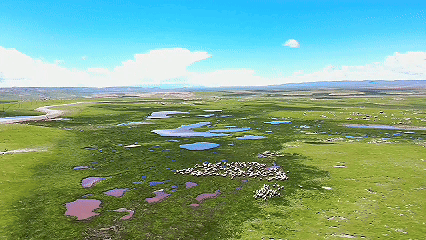 青稞“蛻變”，牦?！俺鋈Α?！看西藏農(nóng)牧民的“十四五”豐收答卷