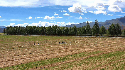 青稞“蛻變”，牦?！俺鋈Α?！看西藏農(nóng)牧民的“十四五”豐收答卷