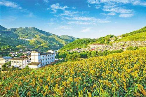 【理上網(wǎng)來o輝煌十九大】鄉(xiāng)村振興戰(zhàn)略：更綜合、全面、系統(tǒng)的發(fā)展戰(zhàn)略