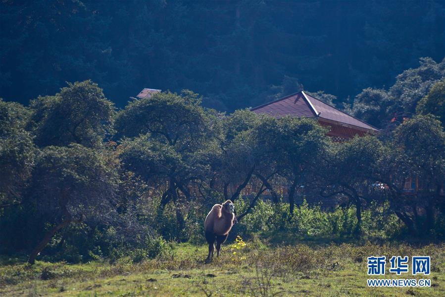 （全面建成小康社會(huì)“百城千縣萬(wàn)村調(diào)研行”·圖文互動(dòng)）（8）青?？?yáng)村：“光棍村”的華麗轉(zhuǎn)身