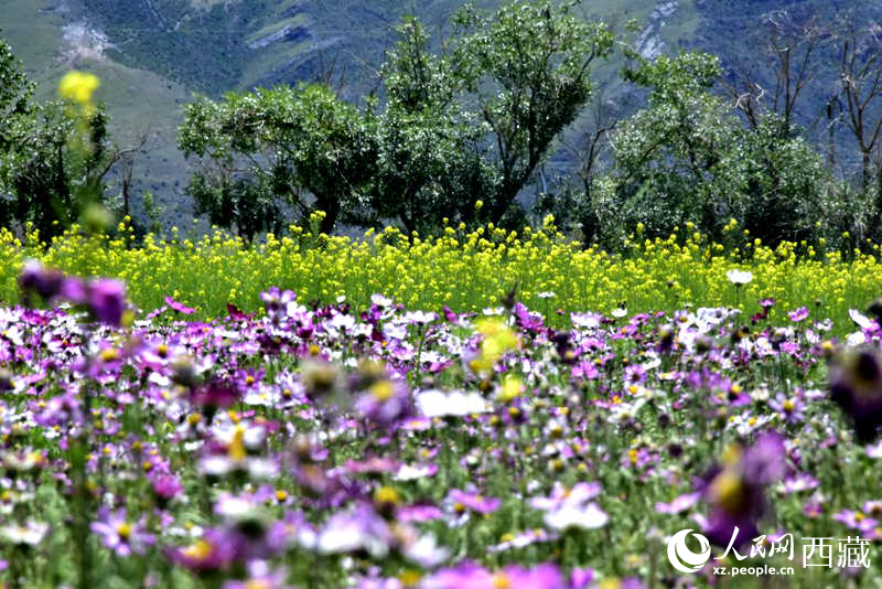 油菜花與格?；ㄏ嘤吵扇ぁＨ嗣窬W 李海霞攝