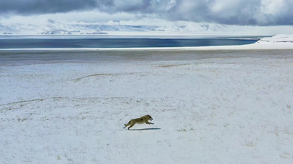 雪地里疾馳的阿里“狼”。
