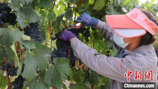 圖為當(dāng)?shù)卮迕癫烧咸选！∩侥仙Ｈ湛h委宣傳部提供