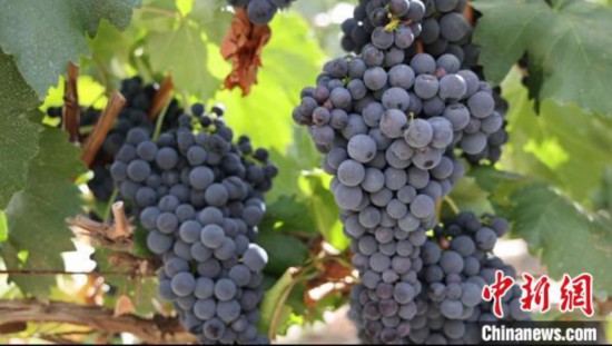 圖為桑日縣種植的葡萄?！∩侥仙Ｈ湛h委宣傳部提供