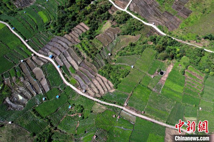 圖為西藏林芝市墨脫縣城附近的茶田。(無(wú)人機(jī)照片) 李林 攝