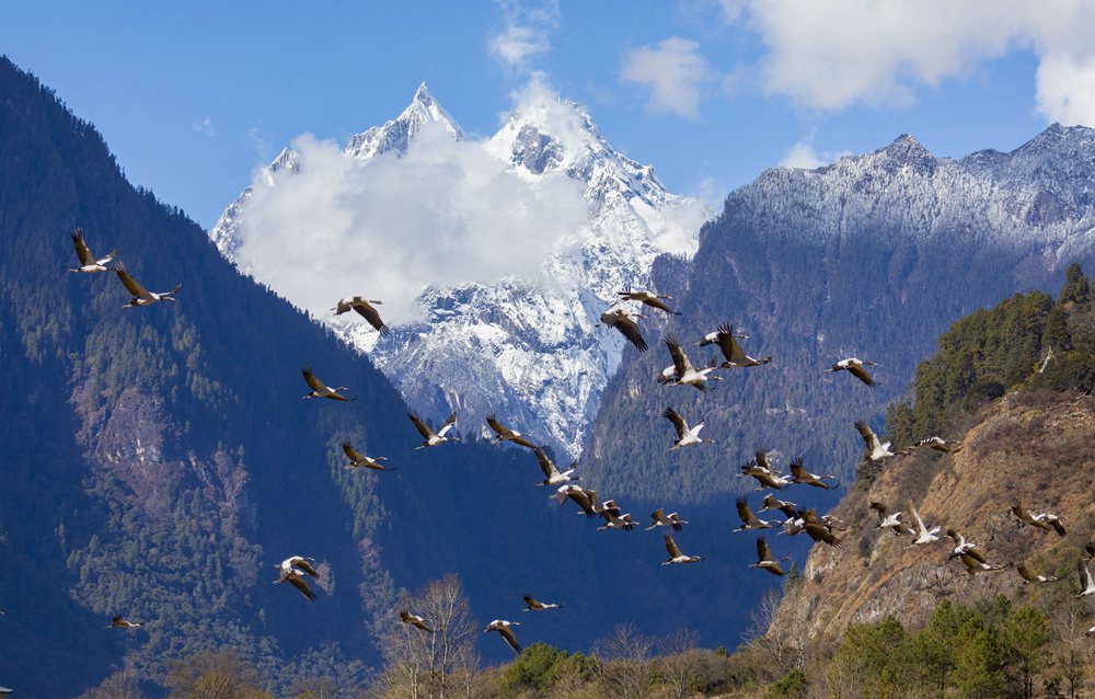 黑頸鶴蹁躚起舞美如畫。索多攝