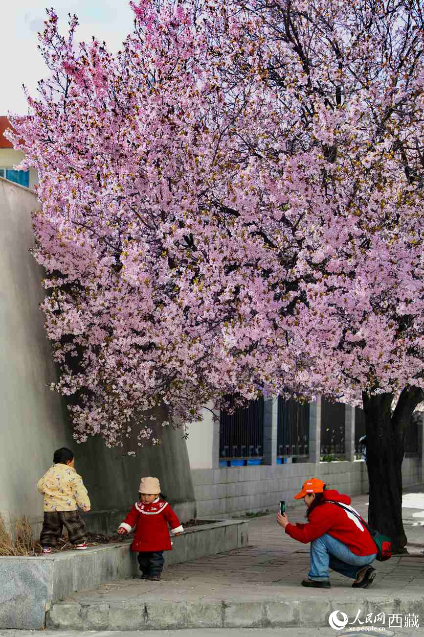 桃林下，拉薩市民游客樂享春光。人民網(wǎng)記者 次仁羅布攝